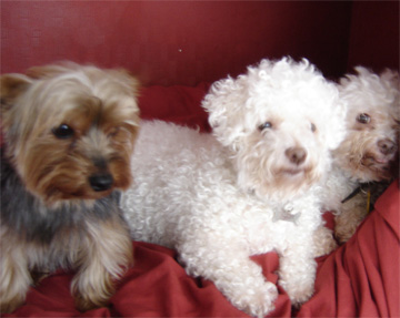 Barney with the two old bichons