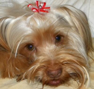 our yorkie sweetpea